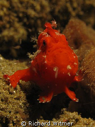 Red frogfish.  Anilao, Philippines.  Canon G9/Ikelite DS ... by Richard Witmer 